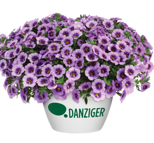 COLIBRI™ Spark Purple