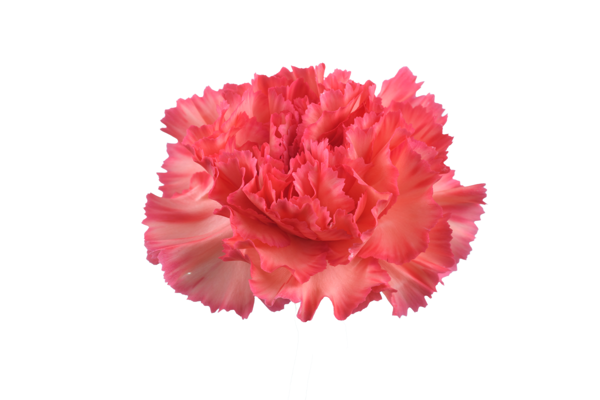 TESORO™ PEACH CHERRY