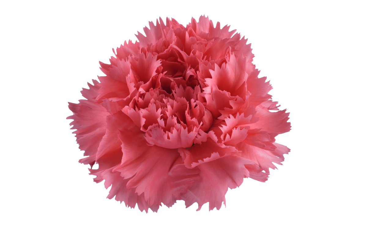 TESORO™ ROUGE PINK
