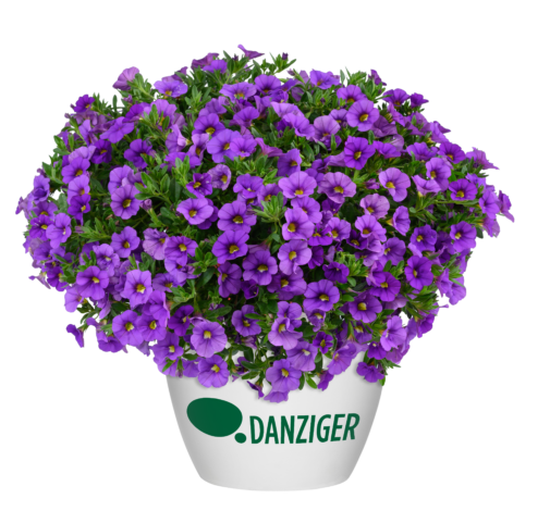 LIA™ Violet
