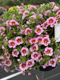 Lia™ Spark Pink