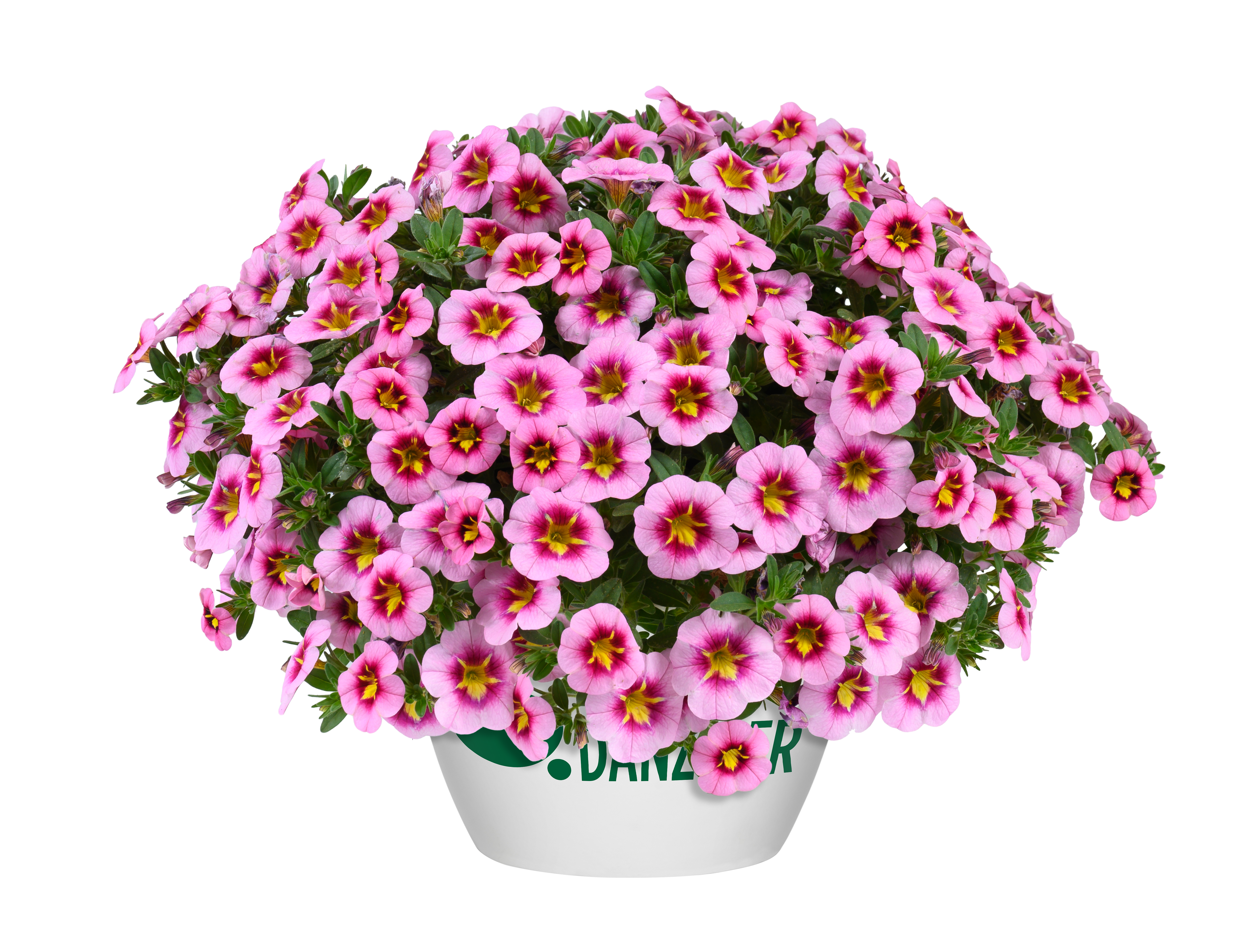 Lia™ Spark Pink