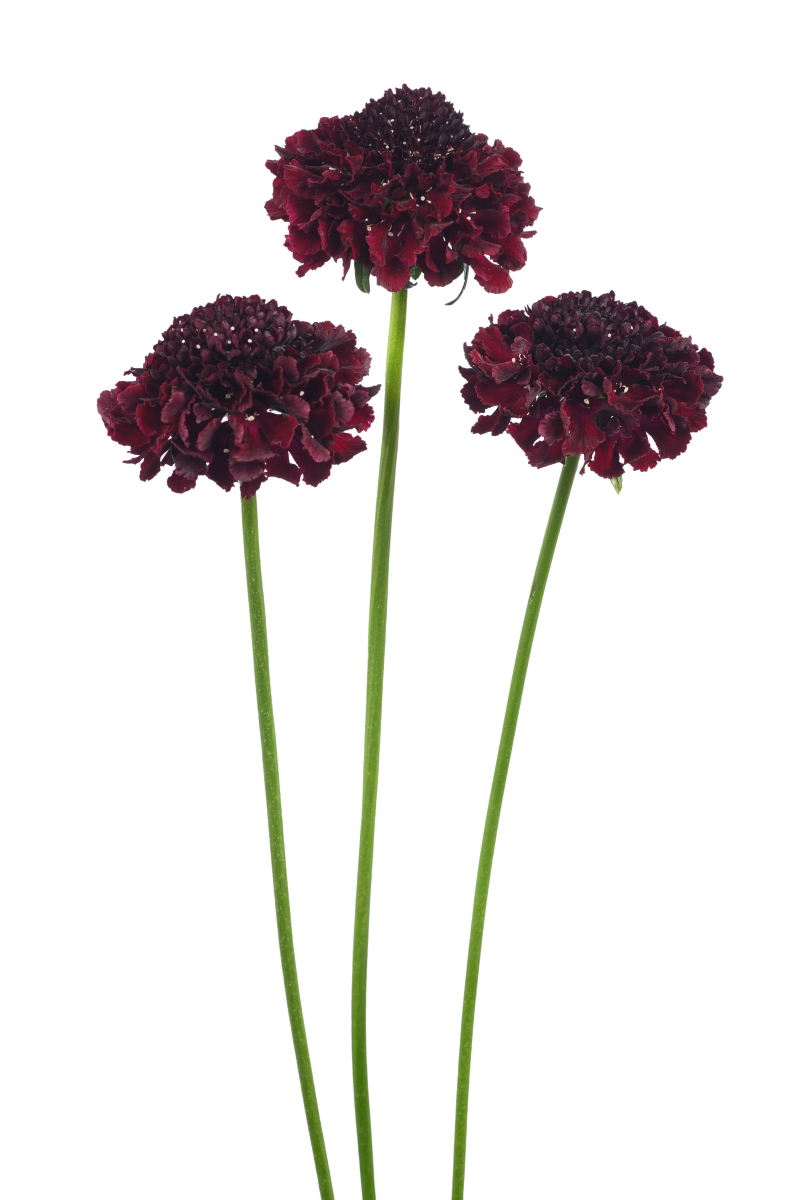 FOCAL SCOOP™ CRANBERRY