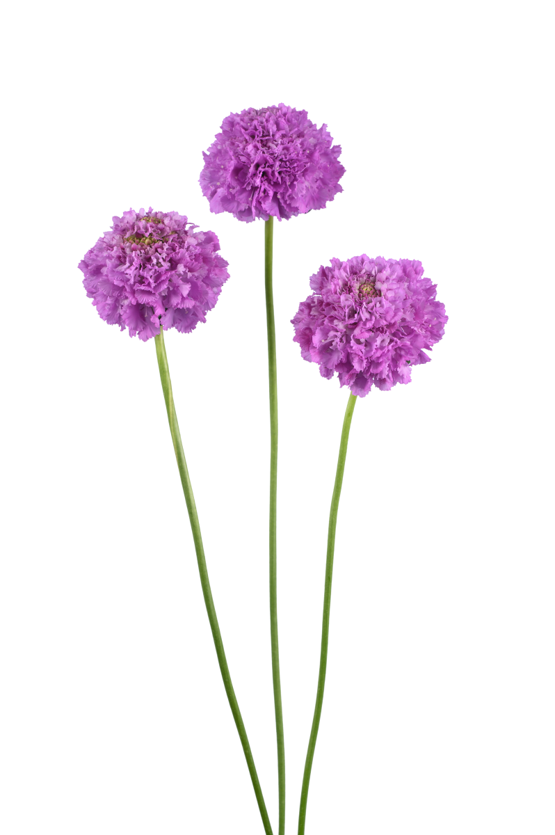 BON BON SCOOP™ UBE