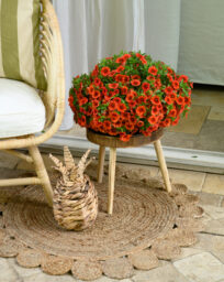 COLIBRI™ Tangerine