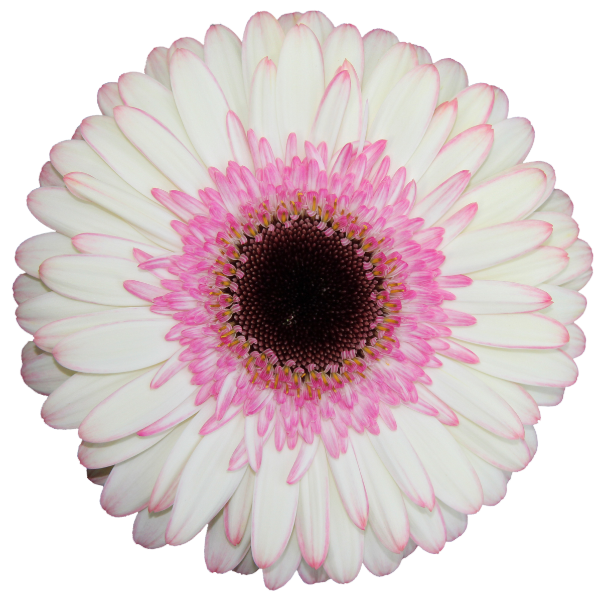 BICOLOR™
