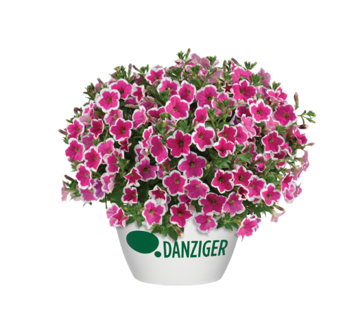 CAPELLA™ Rim Fuchsia
