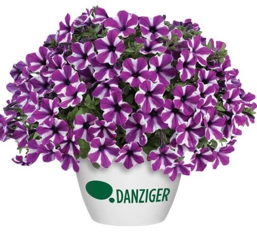 CAPELLA™ Magenta Diamond