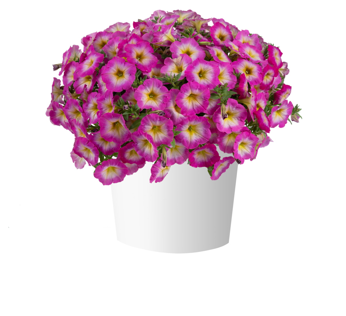 CAPELLA™ Pink Morn