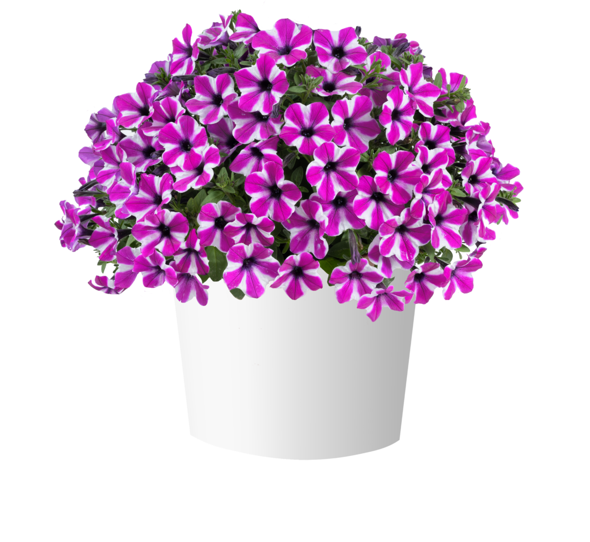 CAPELLA™ Magenta Diamond