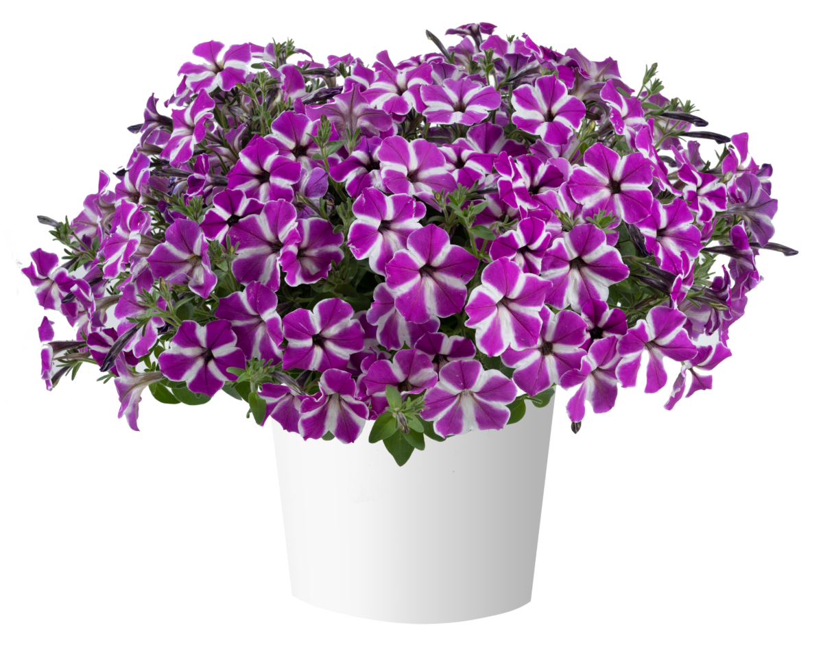 CASCADIAS™ Fuchsia Gem