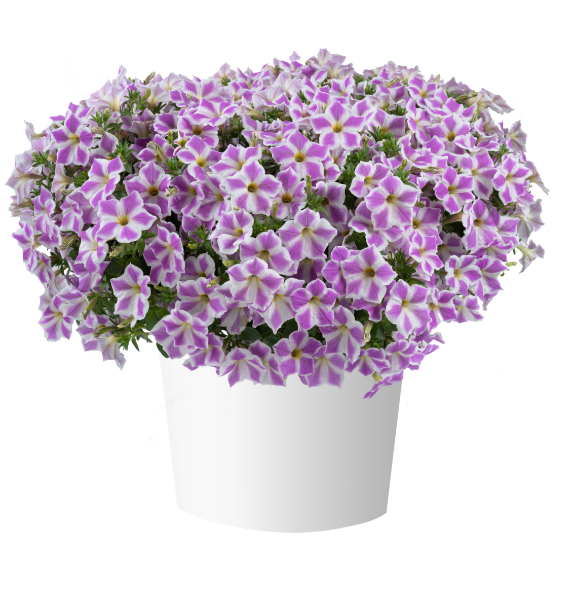 CASCADIAS™ Lilac Frost