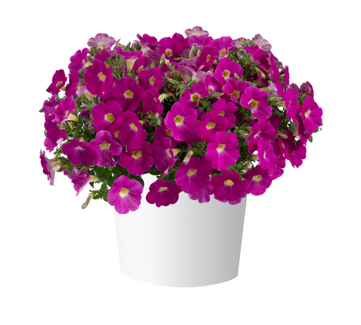 CASCADIAS™ Rose