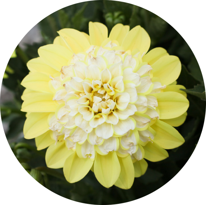 CHÉRIE™ Lemon
