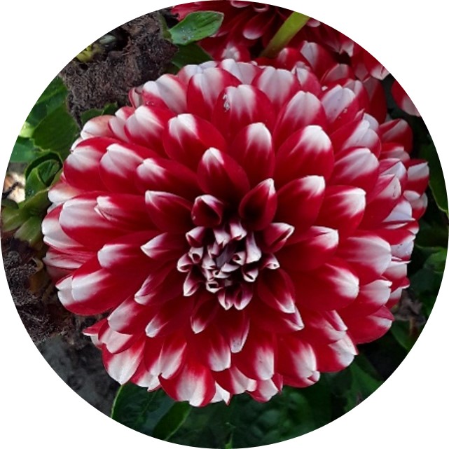 CHÉRIE™ Red Lace