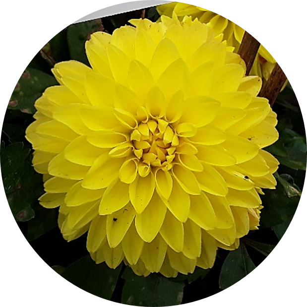 CHÉRIE™ Yellow