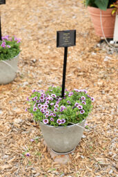 LIA™ Spark Lavender