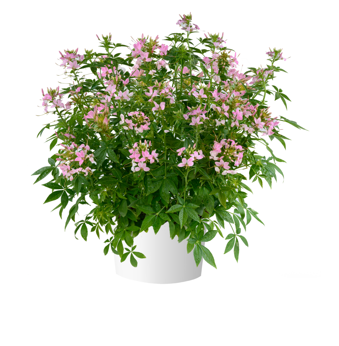 Clio™ Pink Lady Imp.
