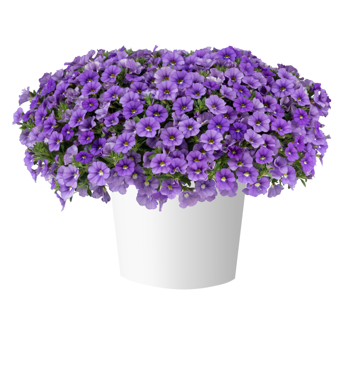 LIA™ Sky Blue