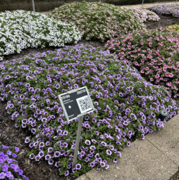 LIA™ Spark Lavender