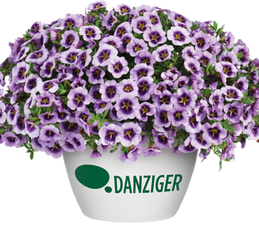 LIA™ Spark Lavender