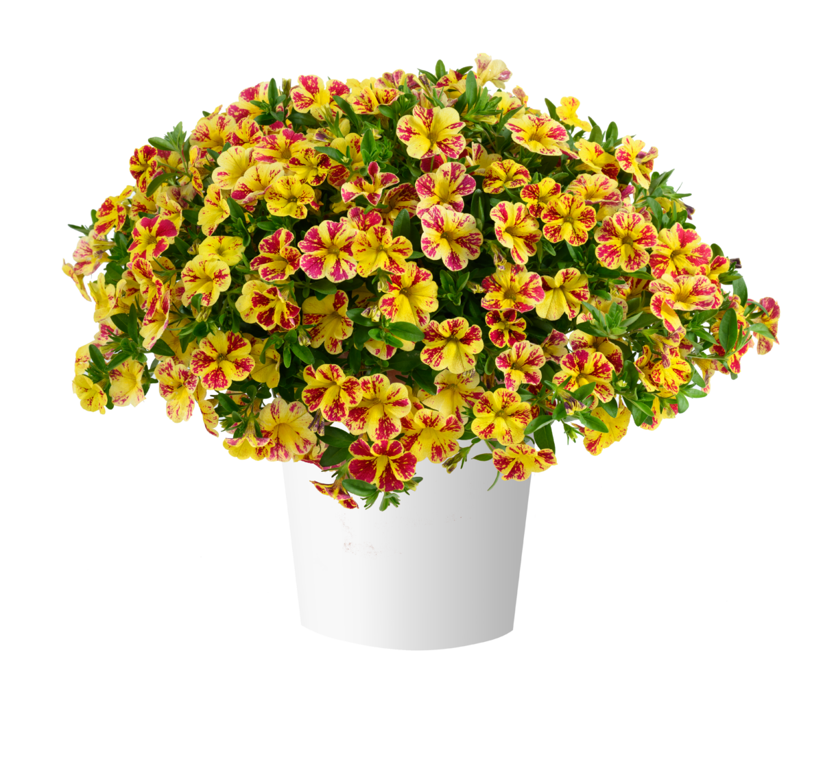 LIA™ Abstract Lemon Cherry