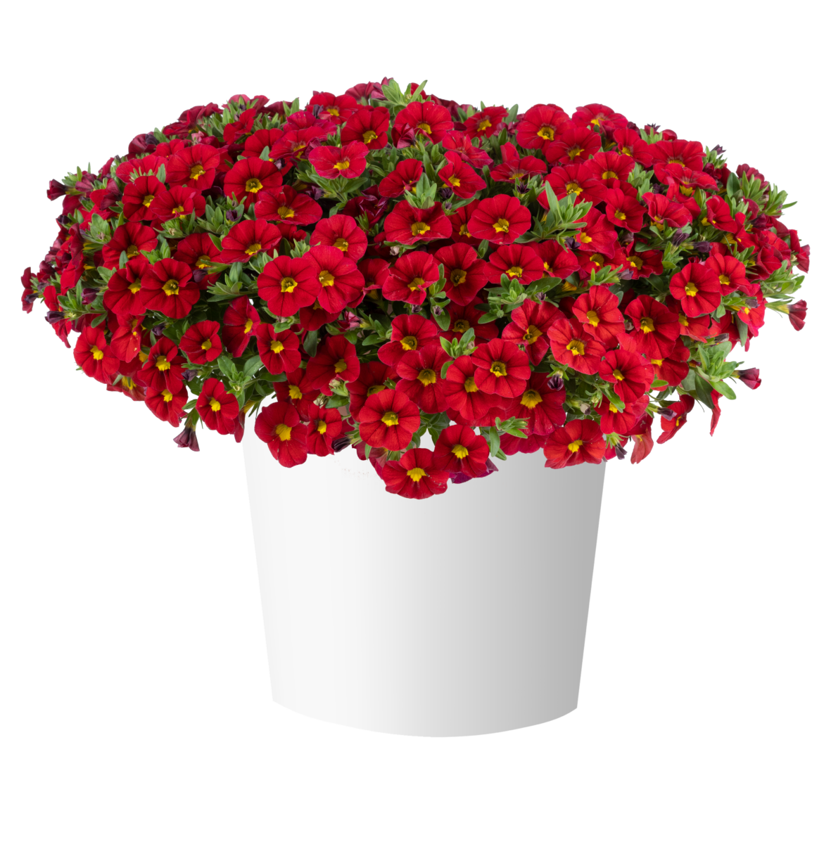 LIA™ Chili Pepper