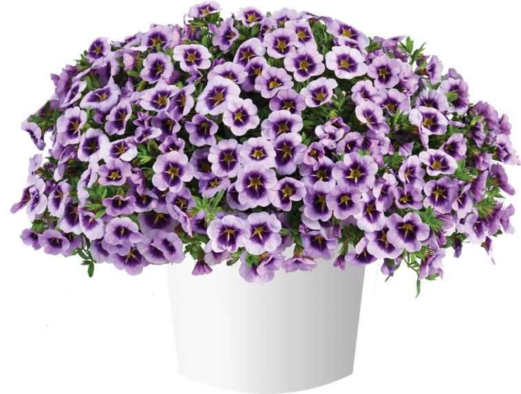 LIA™ Spark Lavender