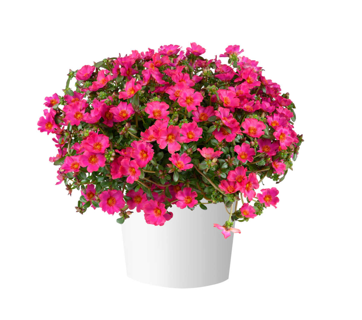 MEGA PAZZAZ™ Fuchsia
