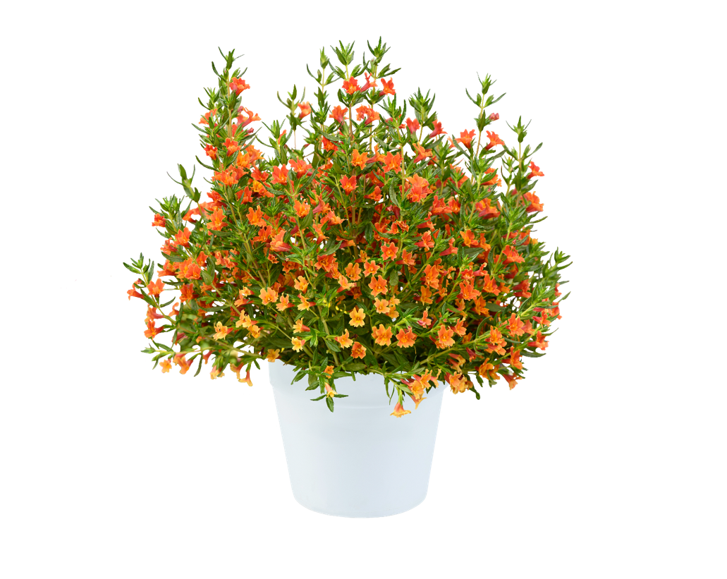 MAI TAI™ Orange Imp.