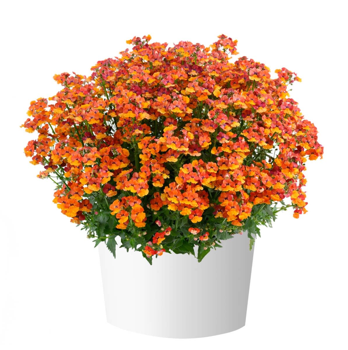 NESIA™ Tangerine
