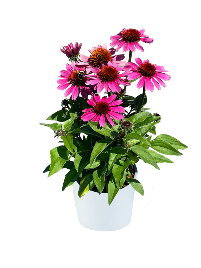 PANAMA™ Rose