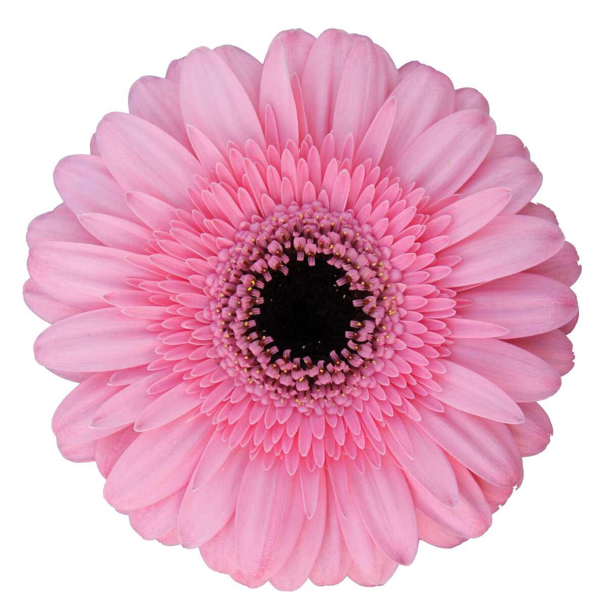 PINK INDIA™