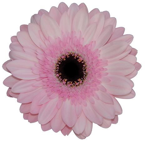 POSY™