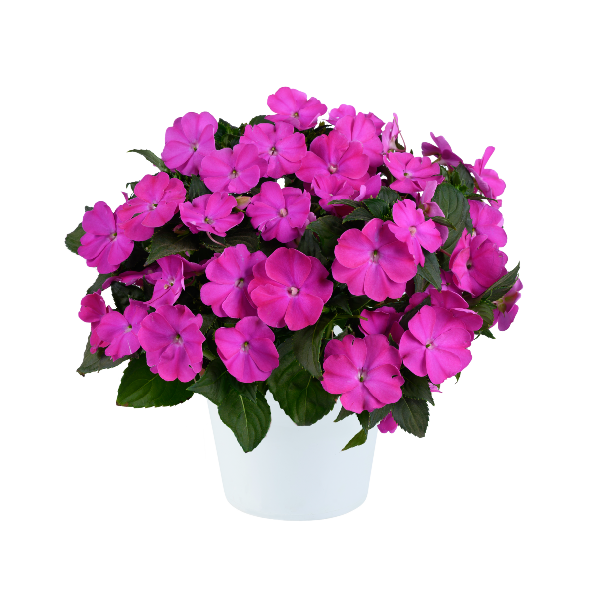 SOL LUNA PRIME™ Orchid