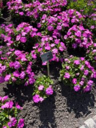 SOL LUNA PRIME™ Orchid