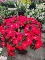SOL LUNA PRIME™ Red