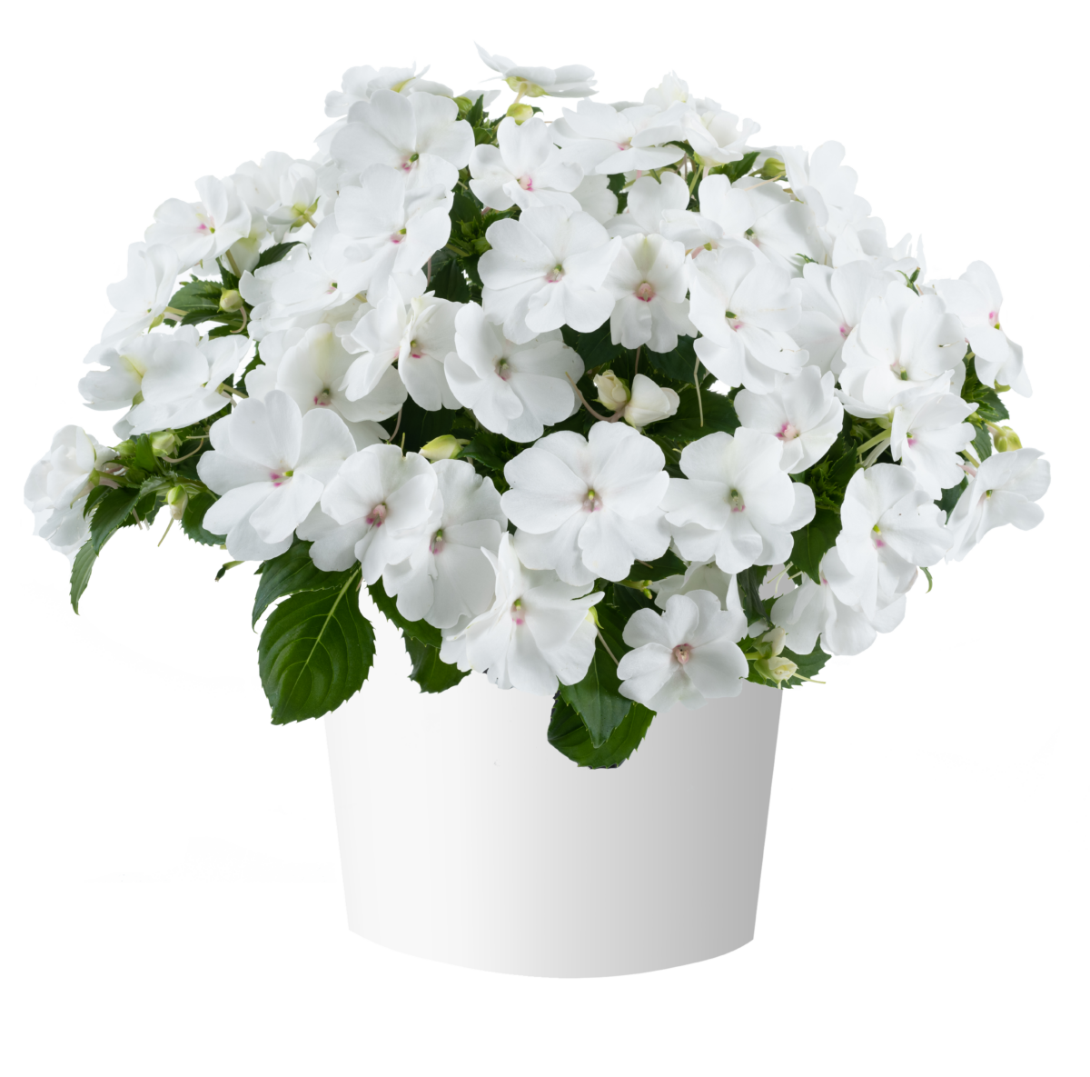 SOL LUNA PRIME™ White