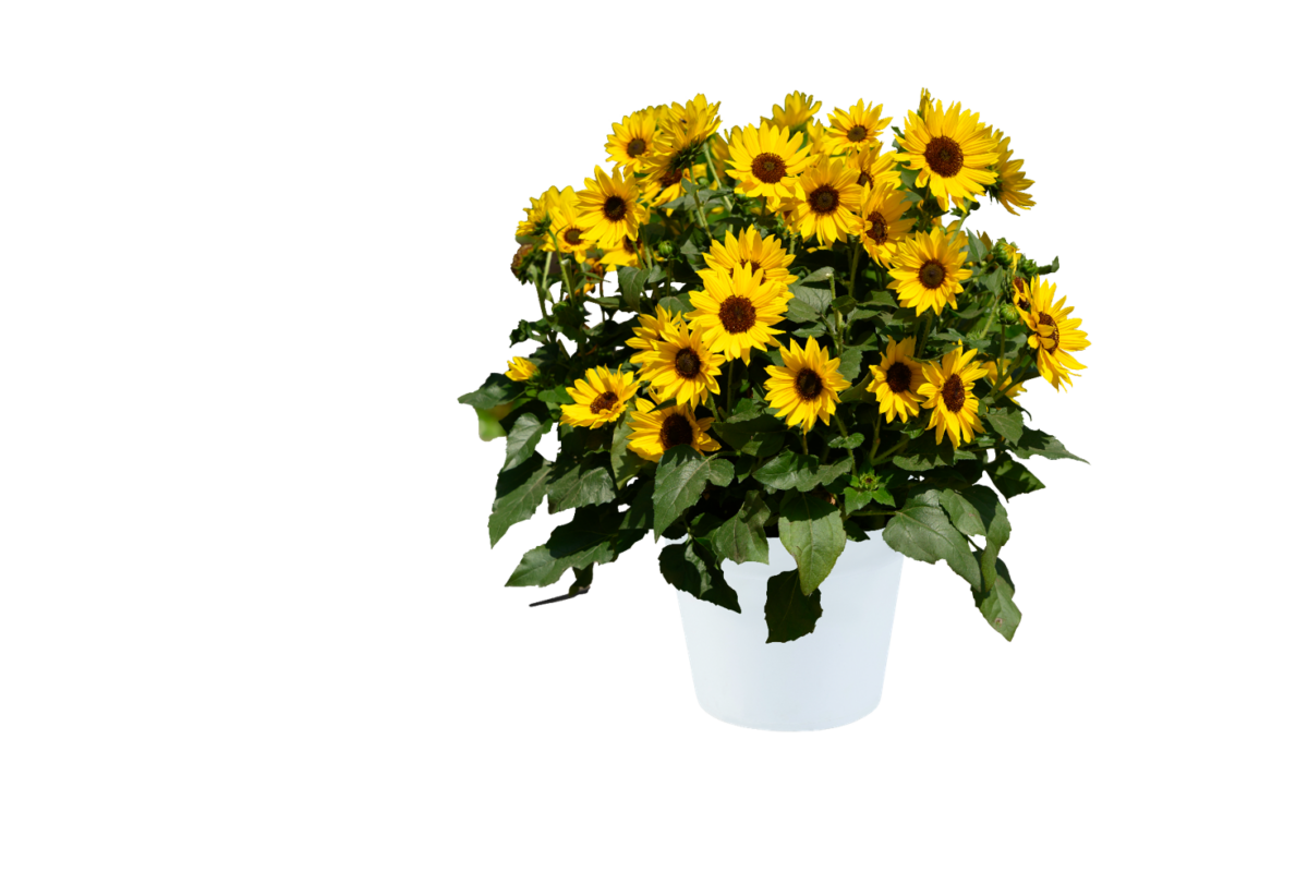 SOL SEEKER™ Bee Yellow