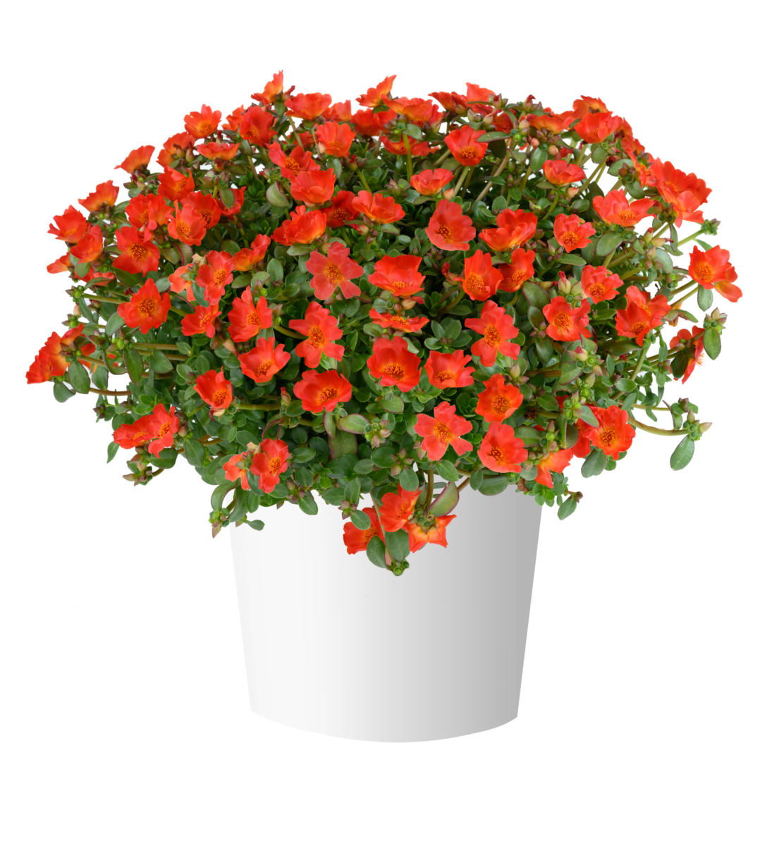 PAZZAZ NANO™ Deep Orange
