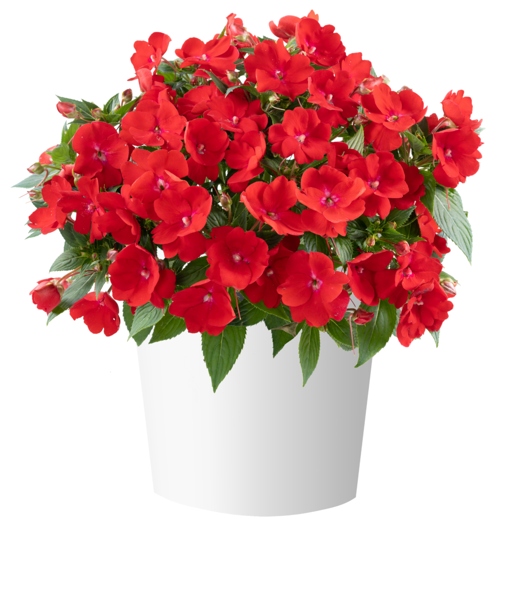 SOL LUNA PRIME™ Red