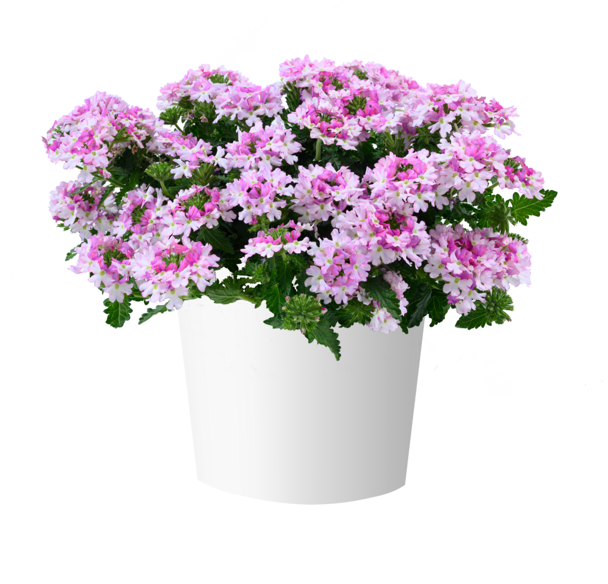 VANESSA™ Bicolor Light Pink