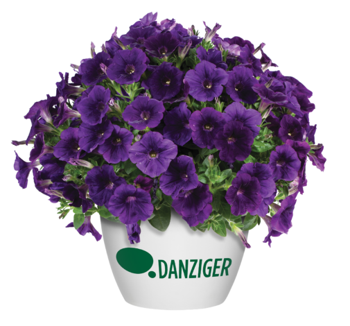 Capella™ Indigo Imp