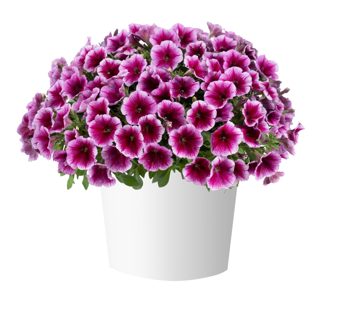 Capella™ Fuchsia Lace