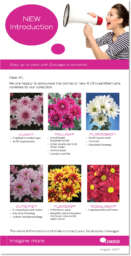 Amor™ | Daisy Collection