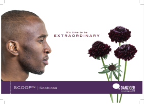 SCOOP® series