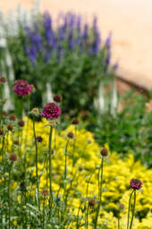 Garden to Vase