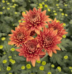 ALMENDRA™ Orange