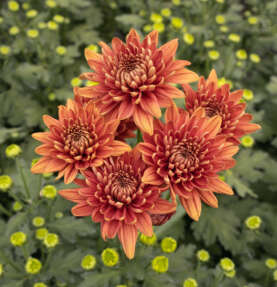 ALMENDRA™ Orange
