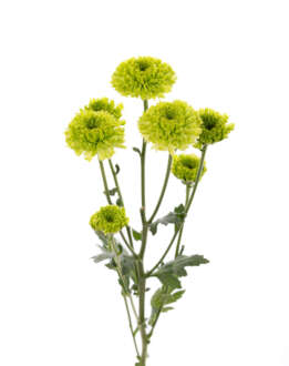 GREENPOP™